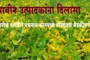 सोयाबीनवर रोगाचा प्रादुर्भाव; नुकसानीचे तातडीने पिकांचे पंचनामे करा