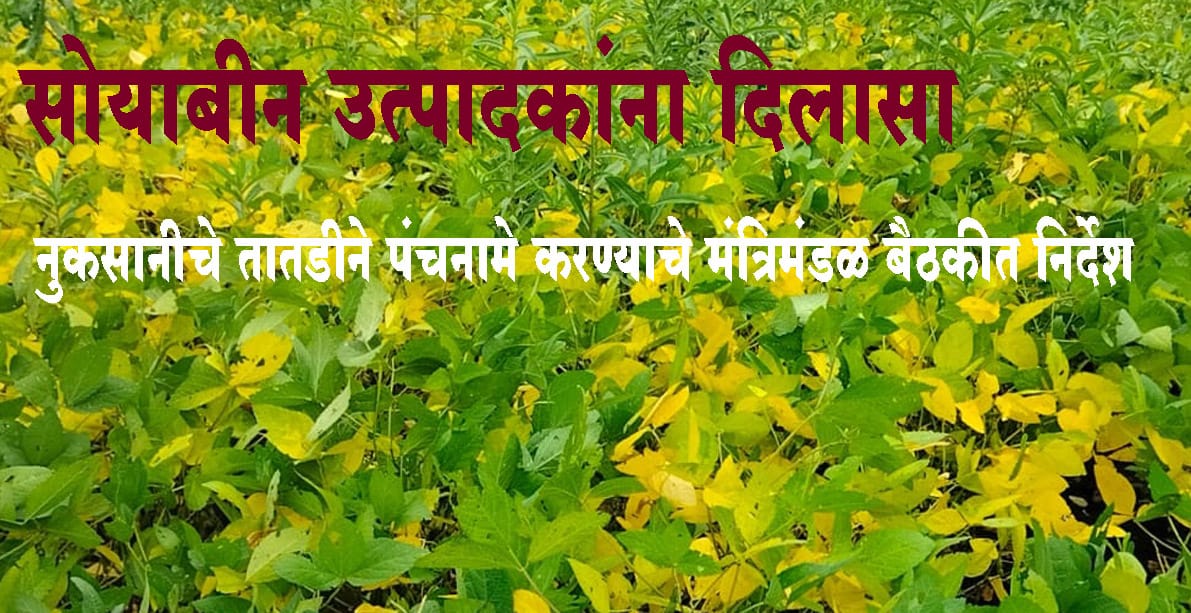 सोयाबीनवर रोगाचा प्रादुर्भाव; नुकसानीचे तातडीने पिकांचे पंचनामे करा