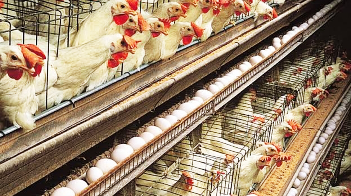 पोल्ट्री उद्योगासाठी महत्वाची घडामोड !...आता बिनधास्तपणे खा चिकन अन् अंडी