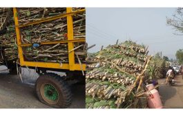 'स्वाभिमानी'ने वाळवा तालुक्यात ऊसतोडी पाडल्या बंद, वाहतूक रोखली...