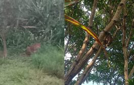 बहे परिसरात पुन्हा बिबट्याचे दर्शन