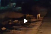 बहे परिसरातील शेत शिवारात बिबट्यानंतर आता गवेही...पहा व्हिडीओ
