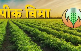 राज्यातील 35 लाख शेतकऱ्यांना मिळणार पीकविमा अग्रीम