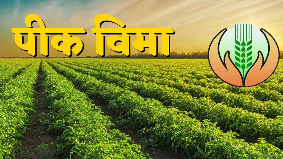 राज्यातील 35 लाख शेतकऱ्यांना मिळणार पीकविमा अग्रीम