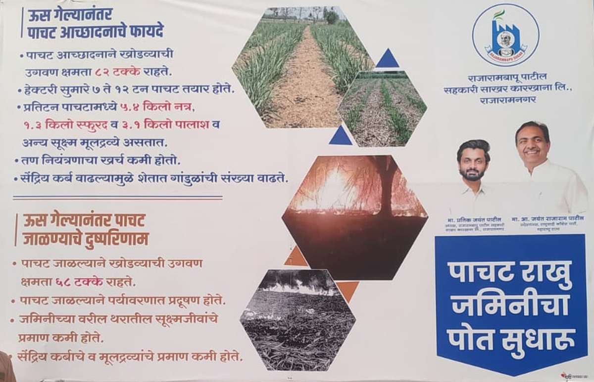 'पाचट राखू आणि जमिनीचा पोत वाढवू'...राजारामबापू कारखान्याची मोहीम