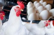 देशात अंडी आणि ब्रॉयलरचे उत्पादनात वर्षाला 8 ते 10 टक्के दराने वाढ