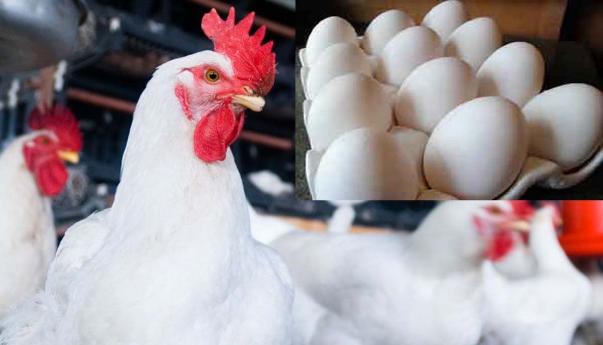 देशात अंडी आणि ब्रॉयलरचे उत्पादनात वर्षाला 8 ते 10 टक्के दराने वाढ