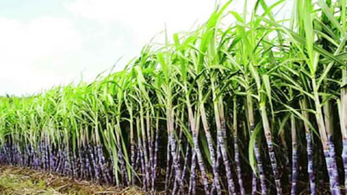 केंद्र शासनाच्या निर्देशानुसार ऊस 'एफआरपी' साठी साखर उतारा निश्चित