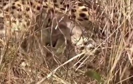 Good News ! नामीबियाहून आलेल्या ज्वाला चित्ताने 3 बछड्यांना दिला जन्म