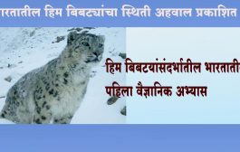 भारतात इतकी आहे हिम बिबट्याची संख्या