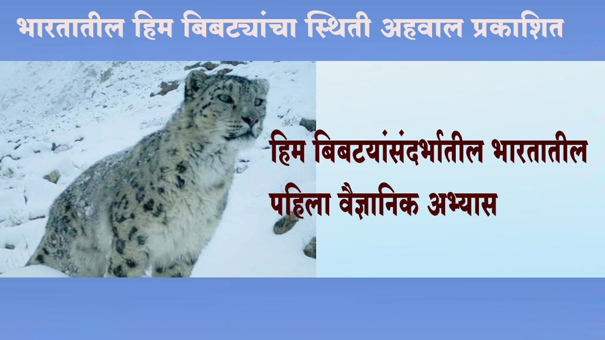 भारतात इतकी आहे हिम बिबट्याची संख्या