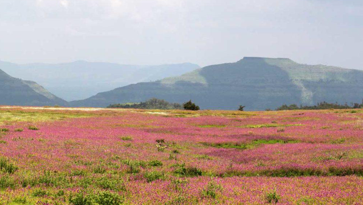 कास परिसरातील जमिनीवर अनधिकृत बांधकाम केल्यास संबंधितावर कारवाई होणार