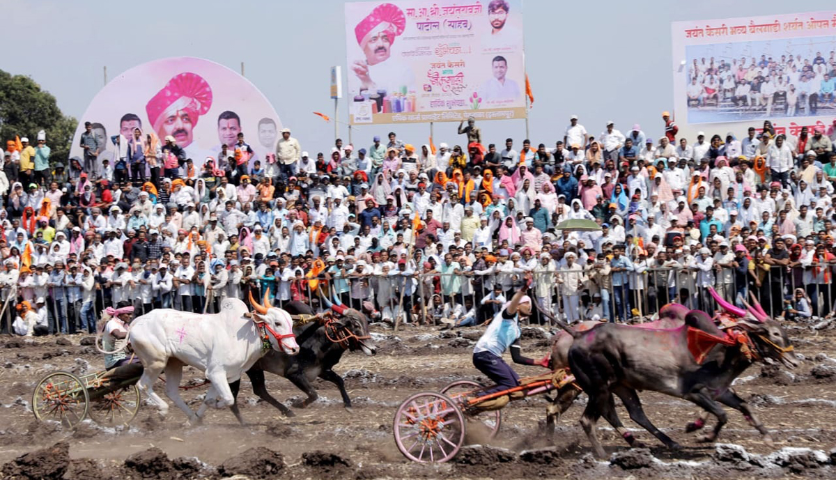 रायफल्या ८१८१ - शंभूनं मैदान मारलं; जयंत केसरी बैलगाडी शर्यतीत ठरले वन बीएचके फ्लॅटचे मानकरी