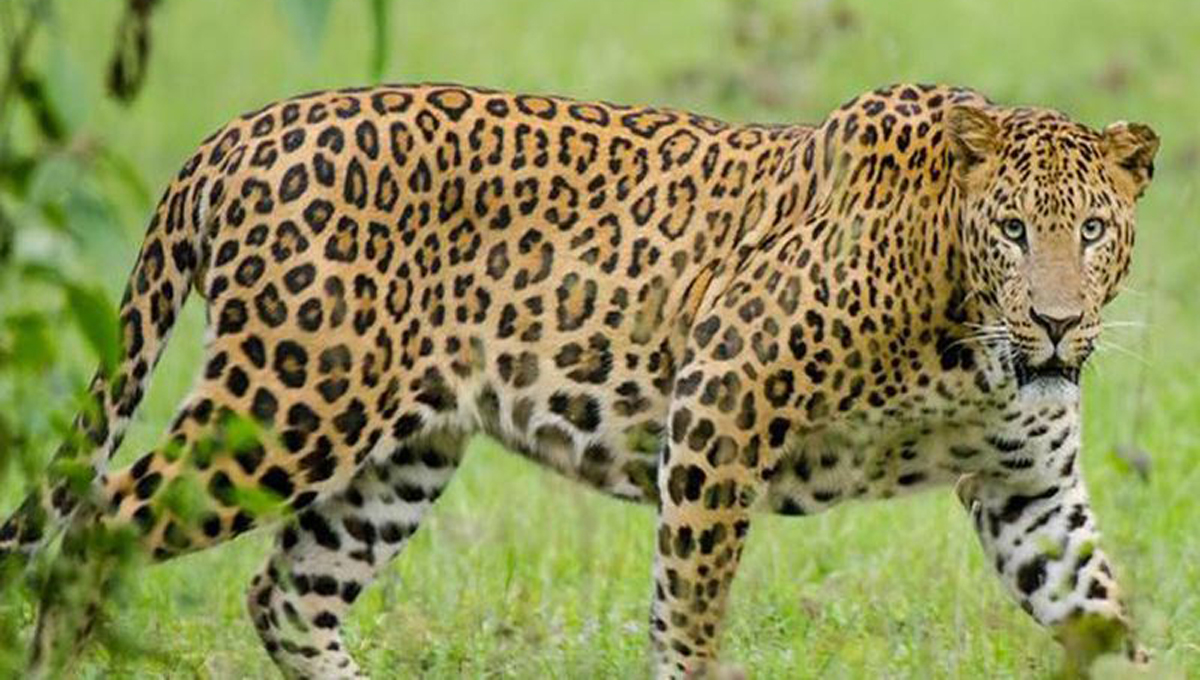 देशातील बिबट्यांची संख्या जाहीर, मध्यप्रदेशनंतर महाराष्ट्रात सर्वाधिक बिबटे