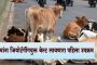 मोकाट जनावरांना लावणार रिफ्लेक्टिव्ह बेल्ट...प्राण्यांना जियोटॅगींगयुक्त बेल्ट लावणारा पहिला उपक्रम