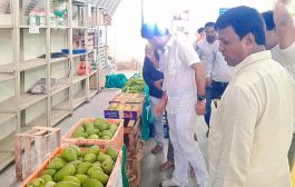 Islampur Mango Festival : इस्लामपूर येथे आंबा महोत्सवाला सुरवात