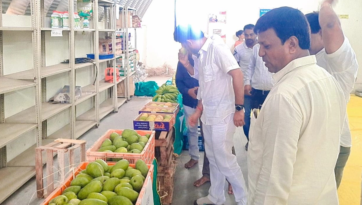 Islampur Mango Festival : इस्लामपूर येथे आंबा महोत्सवाला सुरवात