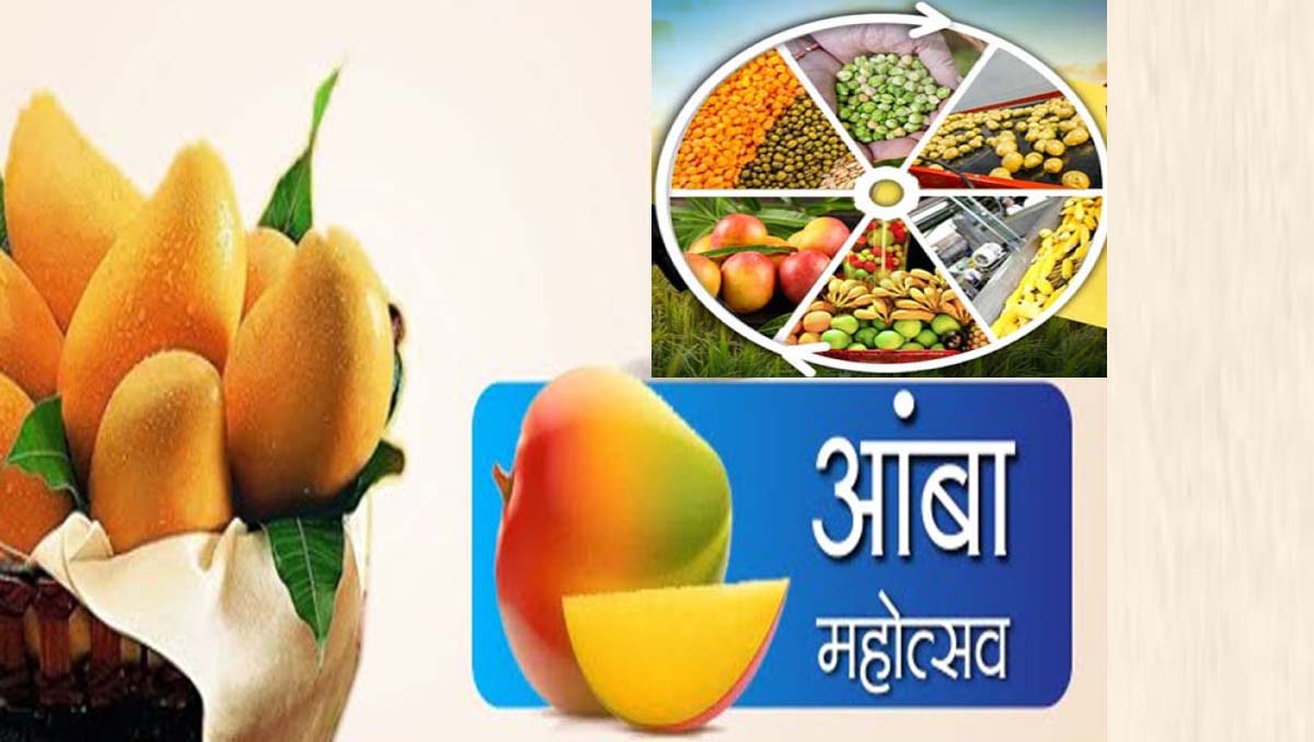 इस्लामपुरात गुरुवारपासून कडधान्ये, आंबा महोत्सव