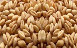 गव्हाच्या बाजारपेठेतील दरावर केंद्राचा 'वॉच'