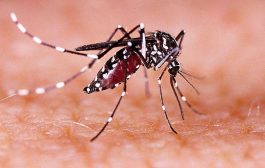 एडीस डासांद्वारे होणारा ‘झिका’ विषाणू...प्रसार रोखण्यासाठी आरोग्य विभाग सज्ज