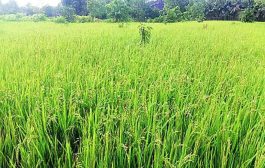 भातपिकावर उद्भवणारे किड व रोगांचे एकात्मिक व्यवस्थापन