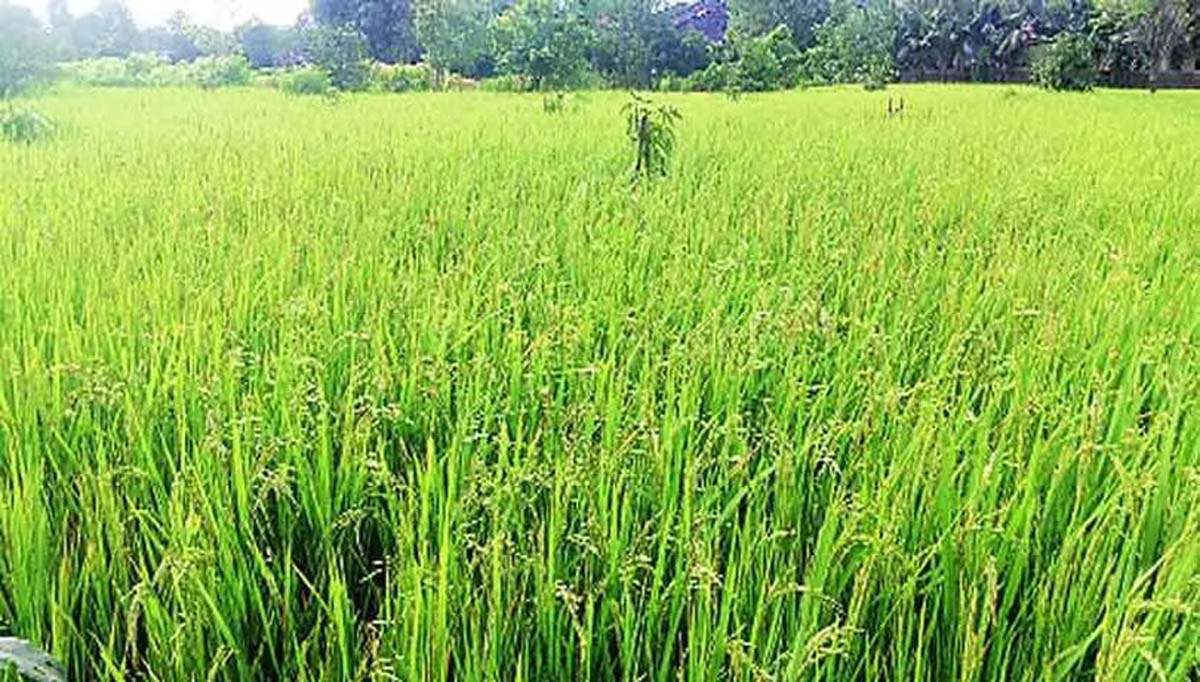 भातपिकावर उद्भवणारे किड व रोगांचे एकात्मिक व्यवस्थापन