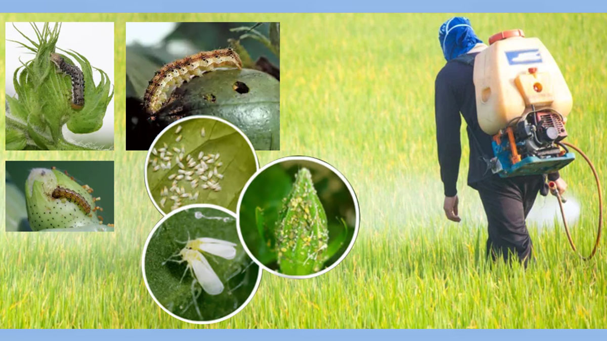 सोयाबीनवरील विषाणुजन्य रोगाचा प्रसार करणाऱ्या किडींचे असे करा व्यवस्थापन…