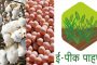 कापूस-सोयाबीन प्रतिहेक्टरी ५ हजारांचे अनुदान; ई-पीक पेरा नोंदणी केलेले शेतकरीच अनुदानासाठी लाभार्थी