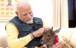 लहान पाहुण्या 'दीपज्योती'चे पंतप्रधानांच्या निवासस्थानी आगमन, प्रिय गोमातेने दिला वासराला जन्म