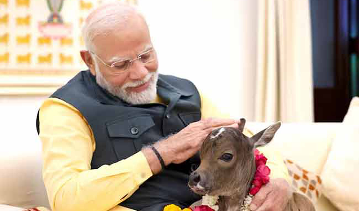 लहान पाहुण्या 'दीपज्योती'चे पंतप्रधानांच्या निवासस्थानी आगमन, प्रिय गोमातेने दिला वासराला जन्म