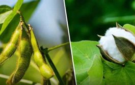 कापूस व सोयाबीन उत्पादक शेतकऱ्यांना लवकरच मिळणार प्रधानमंत्री नरेंद्र मोदींच्या हस्ते नुकसान भरपाई