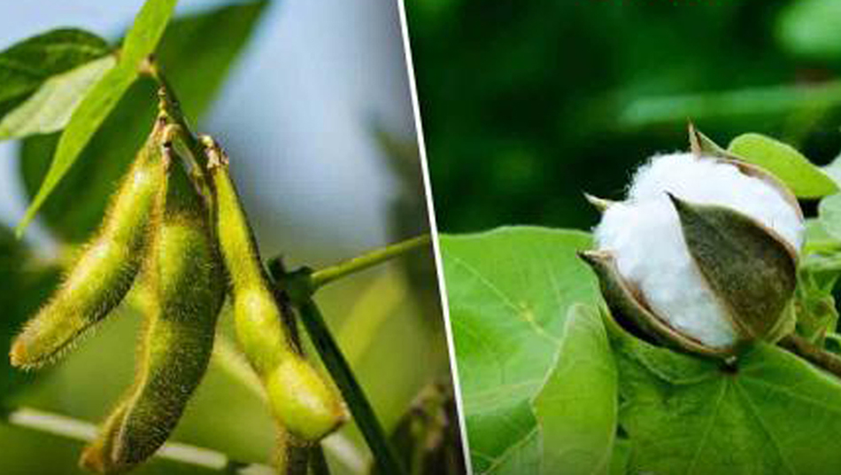 कापूस व सोयाबीन उत्पादक शेतकऱ्यांना लवकरच मिळणार प्रधानमंत्री नरेंद्र मोदींच्या हस्ते नुकसान भरपाई