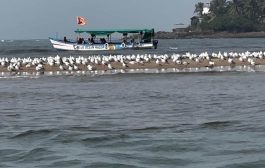 परदेशी पाहुण्यांच्या आगमनाने समुद्रकिनारे गजबजले!