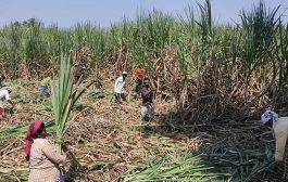 ऊस गाळप हंगाम : साखर आयुक्तालयाकडून १७५ साखर कारखान्यांना यंदा गाळपाचे ऑनलाइन परवाने