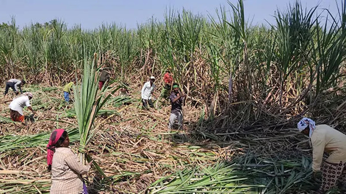 ऊस गाळप हंगाम : साखर आयुक्तालयाकडून १७५ साखर कारखान्यांना यंदा गाळपाचे ऑनलाइन परवाने