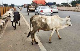 NHAI चा राष्ट्रीय महामार्गांलगत पशु निवारा गृह सुविधा सुरू करण्याचा निर्णय