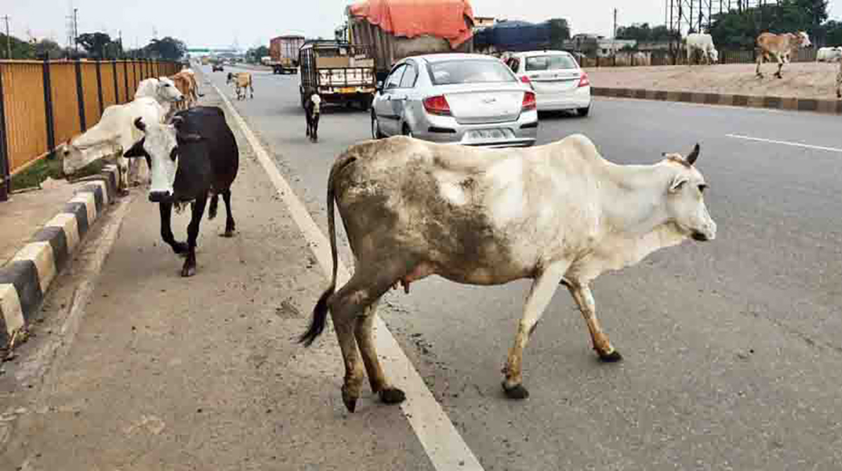NHAI चा राष्ट्रीय महामार्गांलगत पशु निवारा गृह सुविधा सुरू करण्याचा निर्णय