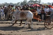हजारो शेतकऱ्यांनी अनुभवला ५८ बैल जोड्यांचा सहा तास थरार