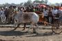 हजारो शेतकऱ्यांनी अनुभवला ५८ बैल जोड्यांचा सहा तास थरार
