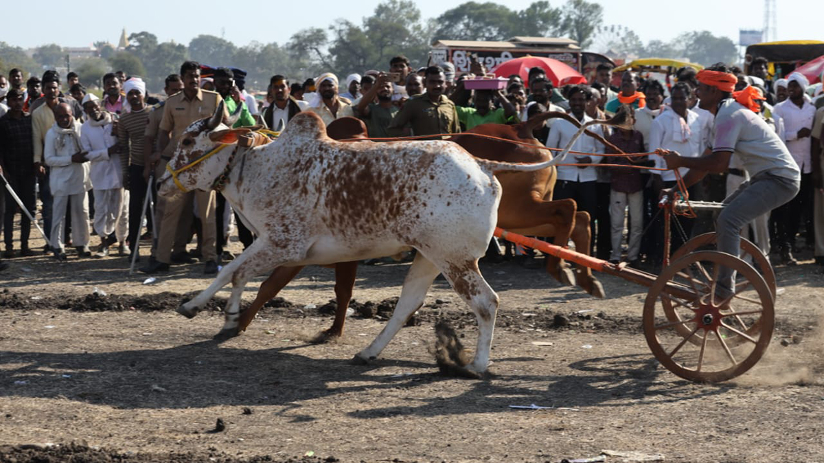 हजारो शेतकऱ्यांनी अनुभवला ५८ बैल जोड्यांचा सहा तास थरार