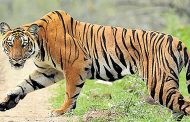 राज्यात १ जानेवारी २०२५ पासून ५ वाघांचा नैसर्गिक तर ३ वाघांचा अपघाती मृत्यू; शिकारीची चौकशी सुरु