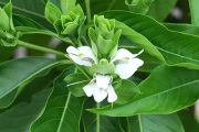 अडुळसा : नैसर्गिक औषधाचा खजिना