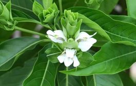 अडुळसा : नैसर्गिक औषधाचा खजिना