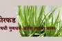 कोरफडीचे औषधी गुणधर्म आणि त्याचा वापर