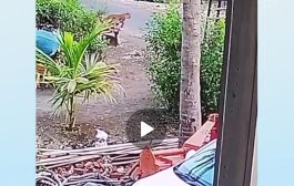 आटके येथे बिबट्याचे दर्शन; सोशल मीडियावर व्हिडीओ व्हायरल, पहा VIDEO