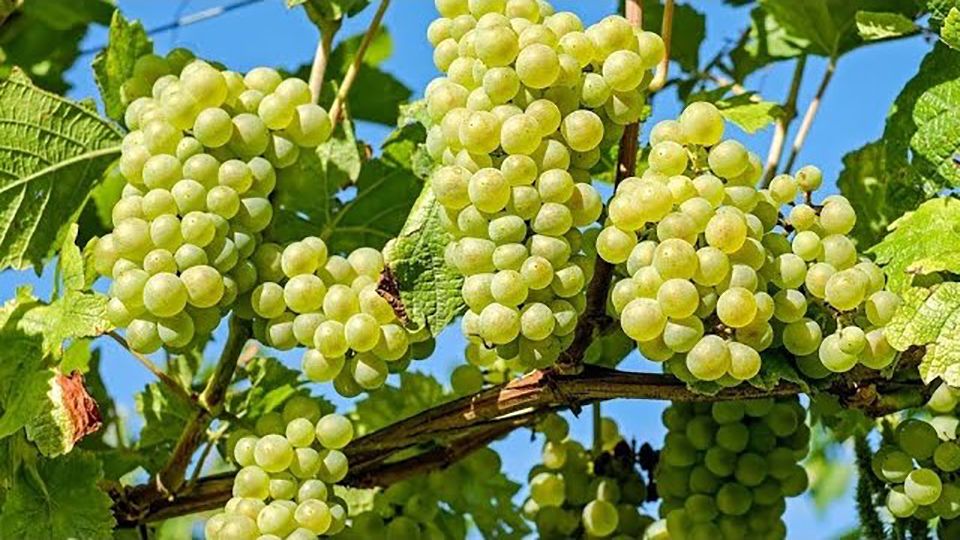द्राक्ष पिकासाठी प्लास्टिक कव्हर तंत्रज्ञान; शेतकऱ्यांनी लाभ घ्यावा