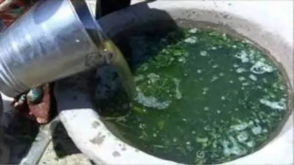 घरच्या घरी तयार करा निंबोळी अर्क