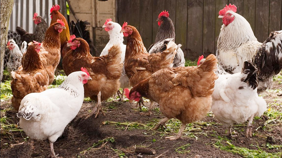 कुक्कुटपालन : पावसाळ्यातील व्यवस्थापन आणि निगा