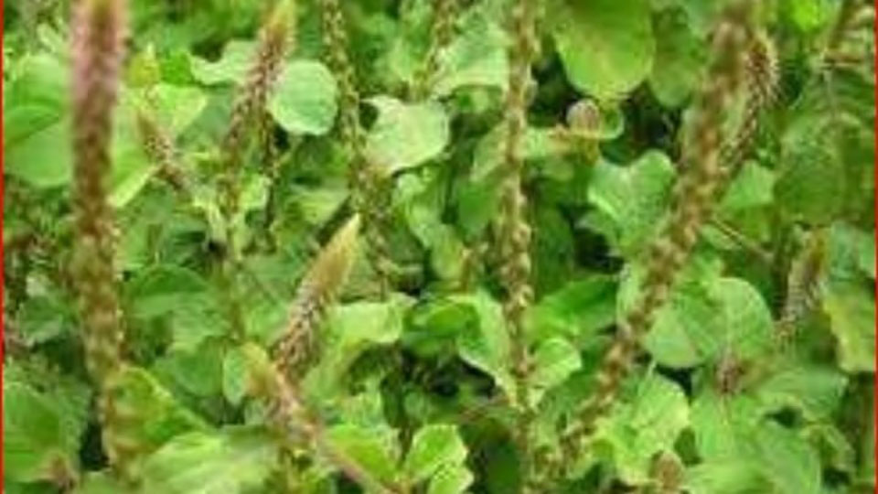 आजीची भाजी रानभाजी : आरोग्याचा गाडा सावरणारा आघाडा