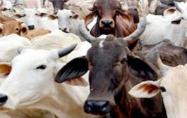 राज्यात पशुपालन व्यवसायाला कृषी व्यवसायाचा दर्जा